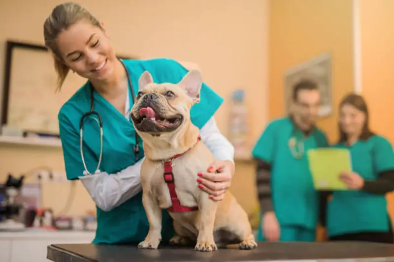 mutuelles pour animaux