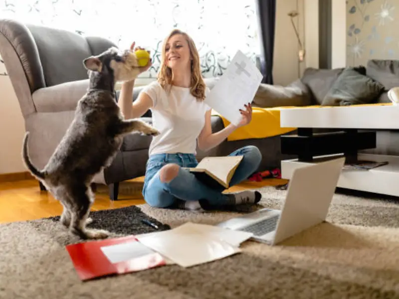 assurance pour chien